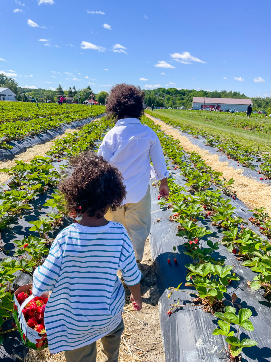 Strawberry Salsa: A Taste of Summer in Quebec