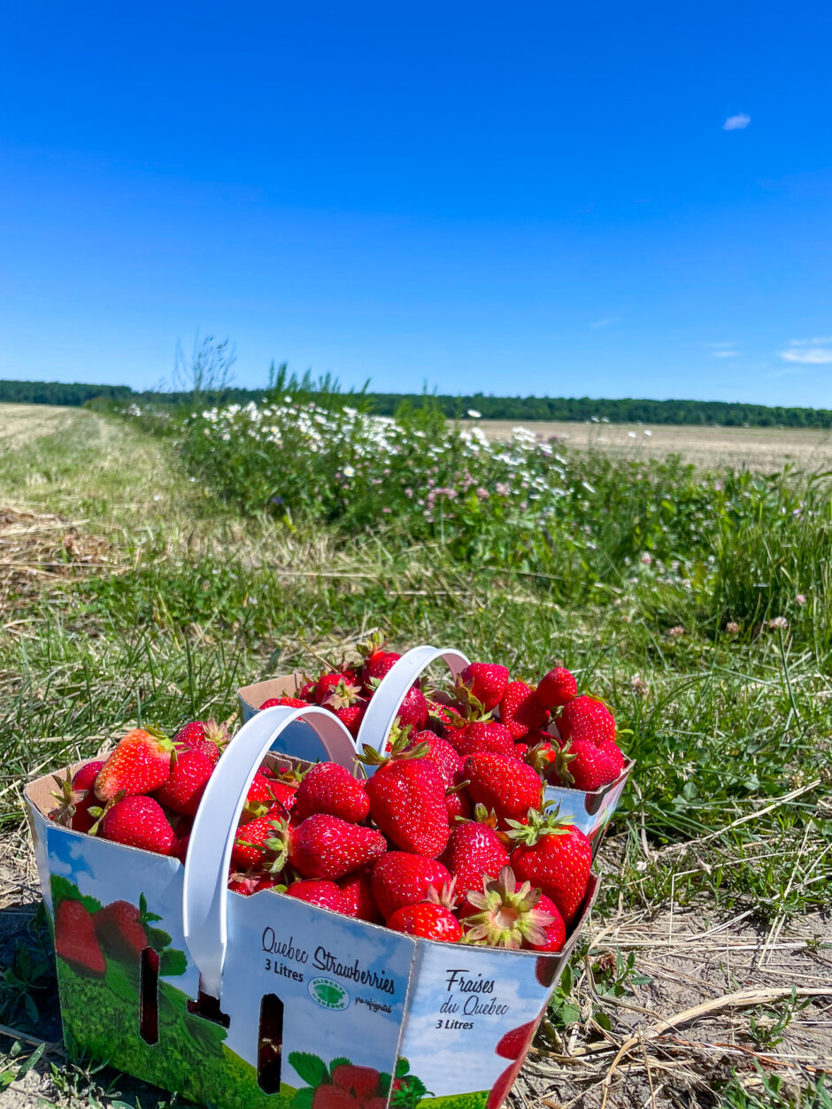 Strawberry Salsa: A Taste of Summer in Quebec